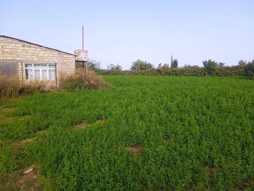 Torpaq sahələrinin satışı: 40 sot, Kənd təsərrüfatı, Mülkiyyətçi, Kupça (Çıxarış) — 17