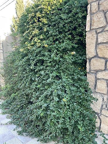 Uşaq və gənc otağı üçün dəstlər: Qız üçün, Yeni — 38