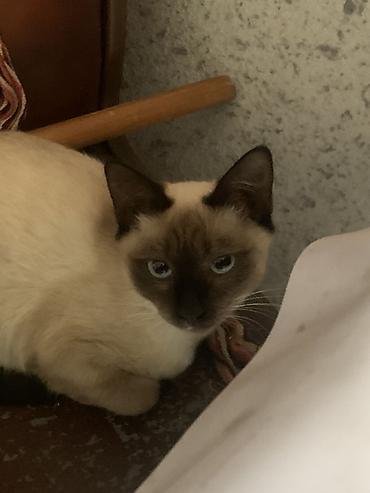 кошки сиямские: Котята ищут любящую семью По 5мес Мальчик полосатый Девочка — 4
