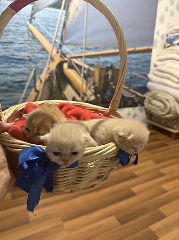 Pişiklər: Fars — 18