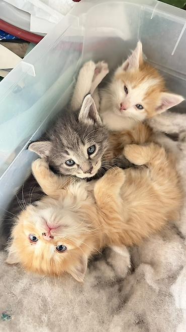 Котята, помёт из 3 малышей: - Окрас: серый дымчатый с тигровым at lalafo.kg Котята, помёт из 3 малышей: - Окрас: серый дымчатый с тигровым
