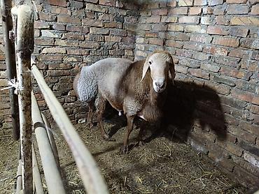 Продам с/х животных: Продаю | Баран (самец) | Для разведения — 2