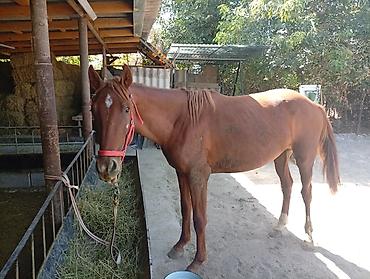 мини пони: Продаю | Конь (самец) | Английская — 3