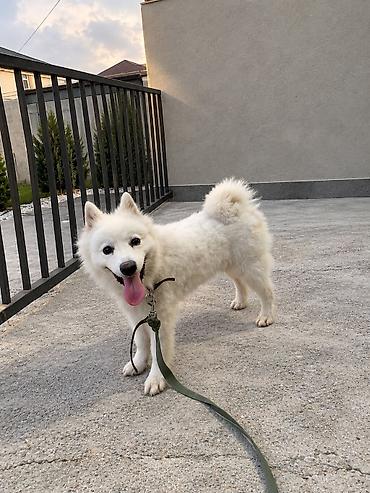 Samoyed