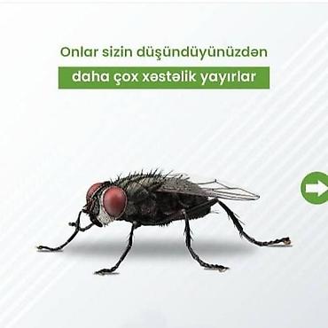 kükürd ilan: Görülən Bütün xidmətlərə zəmanət…!!!! Tarakan Qarişqa Bit-Birə Milçək — 8