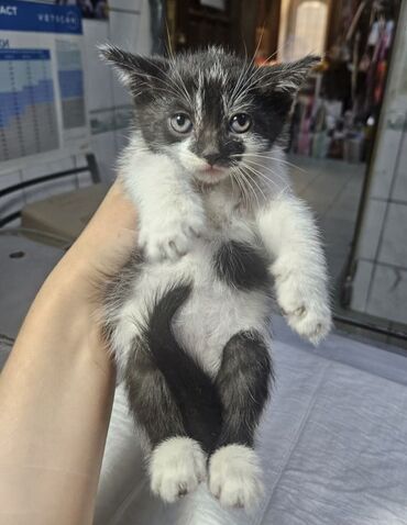 куда можно отдать кошку в бишкеке: Ищут дом котята,все мальчики,чернышка - девочка.Пристраиваются в
