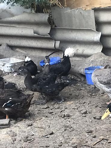 qaz farm: Aq rengde olan. Ayzberq. Deyilen Ruan satilir. 9 ayliq tek xoruzdu — 4