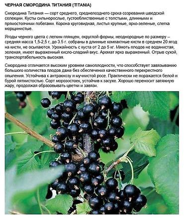 Карагат: Продаются саженцы черной и золотистой смородины (Капитан)! Черная — 9