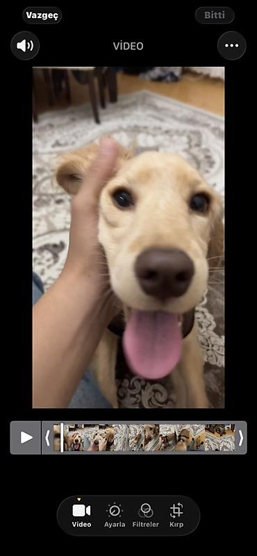 golden retriever golden: Koker spaniyel, Dişi, Peyvəndli, Ünvandan götürmə — 4