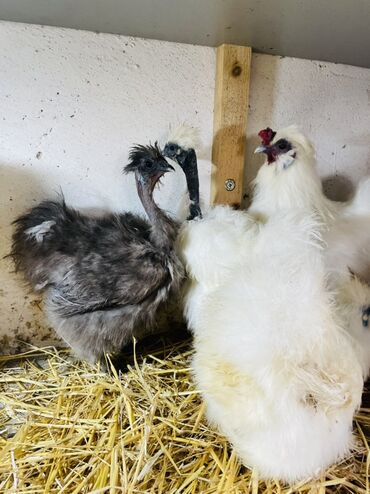 Toyuqlar: Toyuq, Damazlıq, Ünvandan götürmə — 4