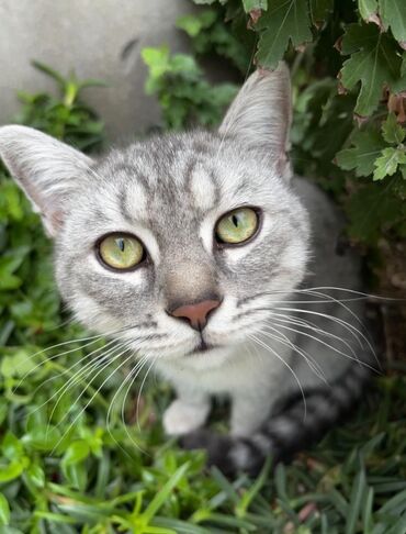 sort pişik: Шиншилла, Самец, Для вязки