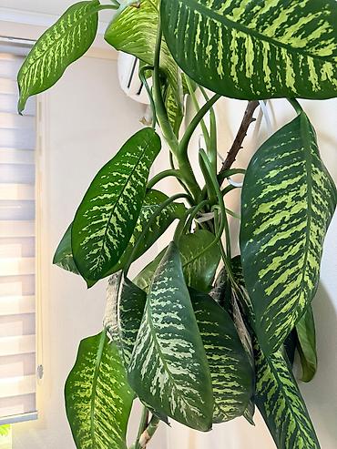 диффенбахия: Диффенбахия (Dieffenbachia), крупное комнатное растение - — 1