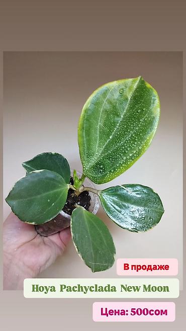 Папоротники: В продаже : Папоротник Тигр, Сингониум Орм Нак, Хойя New Moon — 7