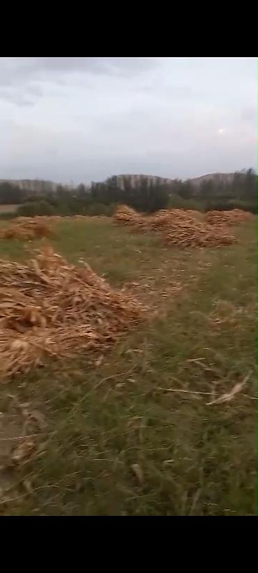 озбек сигиш: Мака (жүгөрү) пая. Ош, 9-км (Чагыр), Мадыга жетпей. 300 боо, келишим — 1
