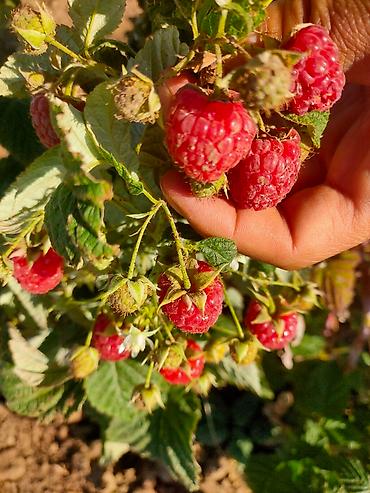 Малина: Малина — 8