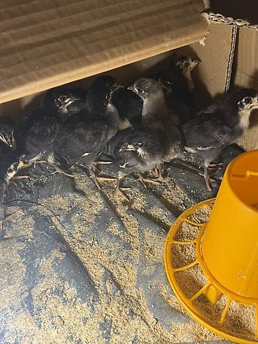 toyuq cücələri: Toyuq cücələri, Damazlıq, Ünvandan götürmə, Ödənişli çatdırılma — 3