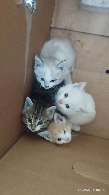 кошка британская вислоухая: Очаровательные котята - Помёт из четырёх котят разной окраски: белый — 2