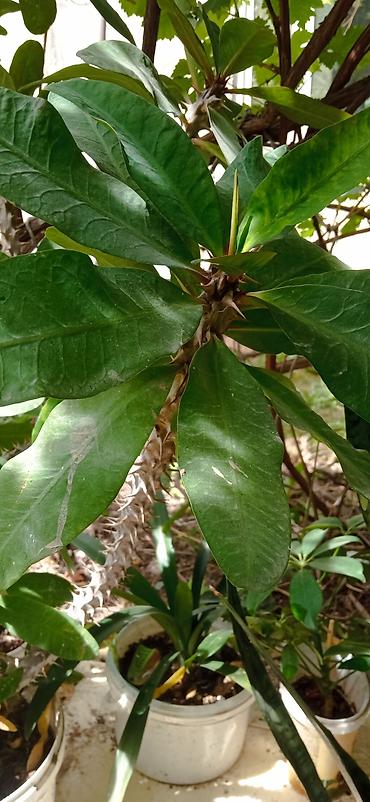 Молочайлар: Молочай Миля (Euphorbia milii), крупный кустовой экземпляр - Вид — 6