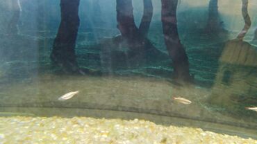 akvarium xırdalan: Kardinal balığı