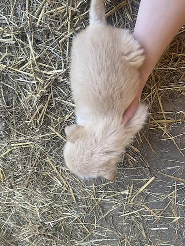 Psi: Štene mesanci otac zlatni retriver retrivera tek prijeli nisu — 11