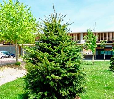 Other decorative tree saplings: Пихта семёнова 6м. Пихта ещё есть от 1 метра до 5метров заказывайте — 4