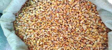 рушенная кукуруза: Продаю Кукуруза Жугору Кукурузу рушеный турецкий стекляшка сухая есть