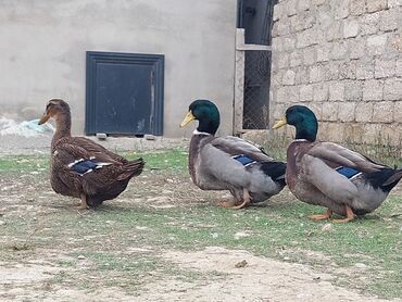 Ördəklər: 1 cüt Orginal Qan Ruan ördəyi tam sağlam aktiv ördəylərdi 6 — 4