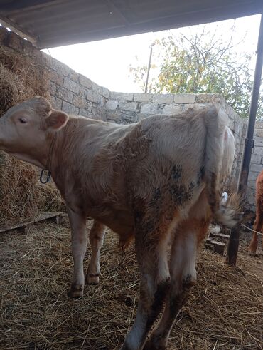 Dana, buzov: Damazlıq ve etlik danalar satılır unvan bine — 1