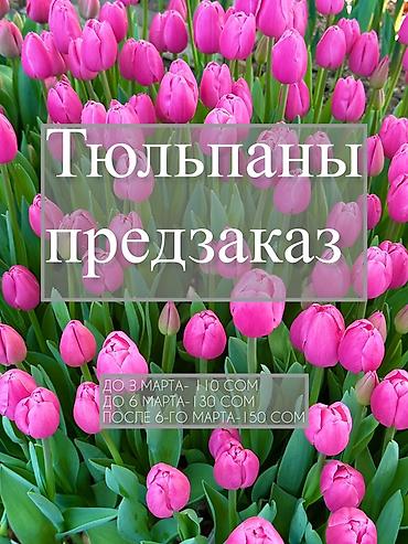 Букеты из живых цветов: Тюльпаны — предзаказ - Срезанные тюльпаны из теплицы, аккуратные at lalafo.kg — 1 Букеты из живых цветов: Тюльпаны — предзаказ - Срезанные тюльпаны из теплицы, аккуратные — 1