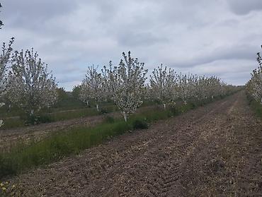 Torpaq sahələrinin satışı: 300 sot, Kupça (Çıxarış) — 22
