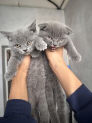 показы 1 354 72 договорная кошка даром британская короткошёрстная 1 год мальчик метис 2 позвонить написать: Две девочки прямоухие один вислоухий. Шотландские вислоухие котята