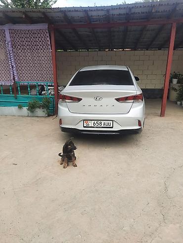 хонда аккорд 2001: Hyundai Sonata: 2018 г., Автомат, Седан — 1