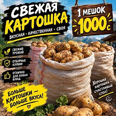 картофел: Картошка — 1