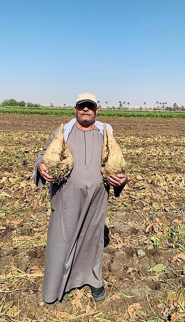 Свёкла: 10+1 акция срочно Семена Сахарной свеклы компании Beta Seed 2025 — 13