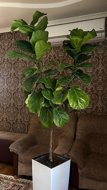 Фикус лирата (Ficus lyrata), крупный напольный экземпляр в форме
