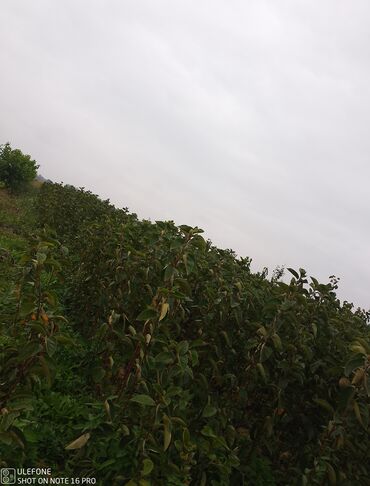 Şitillər: Meyvə tingləri satışdadır və sağlam zəmanətli sifariş verə bilərsiz -da lalafo.az — 20 Şitillər: Meyvə tingləri satışdadır və sağlam zəmanətli sifariş verə bilərsiz — 20