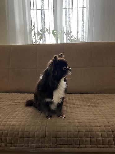 çöl iti: Çixuahua, 4 il, Erkək, Cütləşmə üçün, Ünvandan götürmə — 5