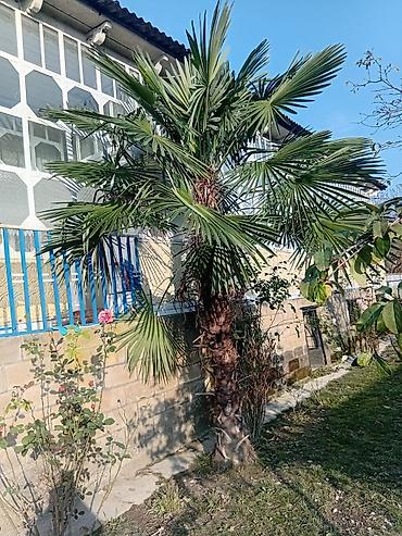 rusiyada saat necedi: Satılır palma ağacı. Balakən rayonunda yerləşir. Hündürlüyü təxminən — 2