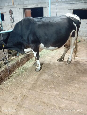 щенки охотничьих собак: Продаю | Корова (самка) | Для молока | Искусственник