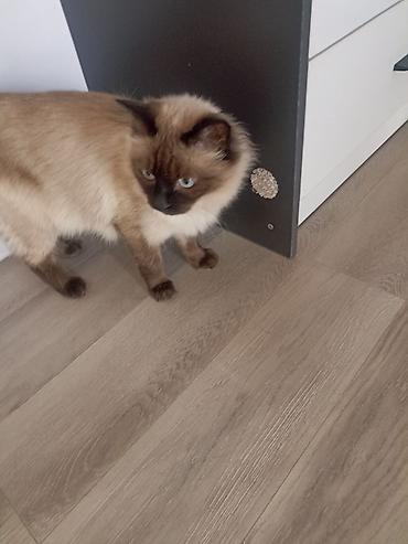 купить тайскую кошку: Тайская, 2 года, Девочка, Приучена к лотку, С документами, С прививками — 2