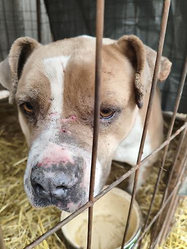 Отдам даром собаку: Собака даром: Бульдог, Более 5 лет, Самец, С прививкой — 7