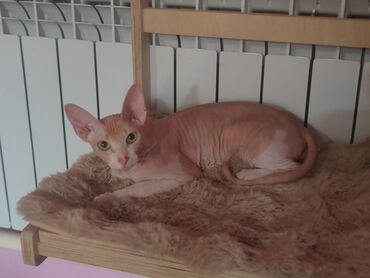 кошка сфинкс с шерстью: Кошка даром: Донской сфинкс, 9 месяцев, Девочка, Приучена к лотку, Проглистована