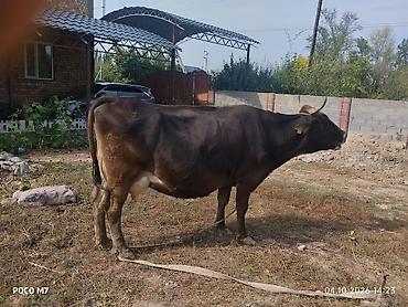 С/х животные и товары: Продаю | Корова (самка) | Для молока | Привязанные — 3