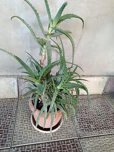 алоэ вера купить: 🪷Aloe vera (sukkulent) – iri və məhsuldar ana koldan çoxlu pöhrə verən — 1