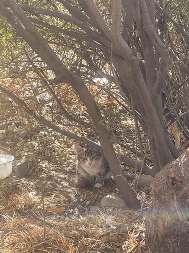 Отдам даром кошку: Кошка даром: Беспородная, 3 месяца, Мальчик, Метис, Проглистована — 9