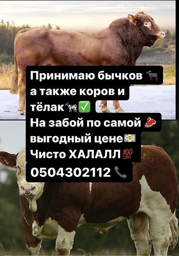 оптом куры: Частное лицо : Коровы, быки, Козы, козлы, Лошади, кони, | На забой, на мясо — 1