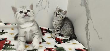 Продажа кошек: Продаются шотландские котята. Две девочки. Дата рождения 26/01/2026 — 4