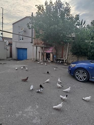 qusxana: Yer göyərçinləri – müxtəlif rəng və növlər - Ağ, qara, qəhvəyi və ala — 1