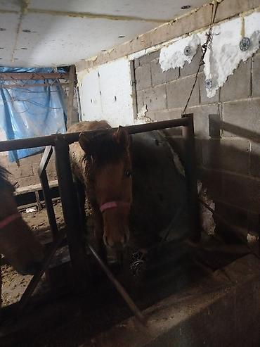 Лошади, кони: Продаю | Жеребенок | Рабочий — 1