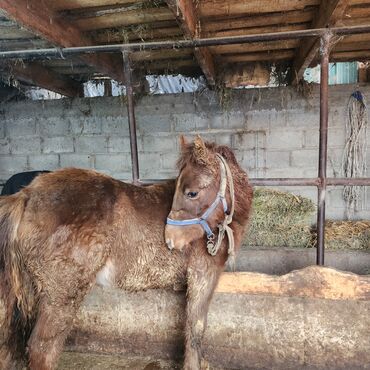 Лошади, кони: Продаю | Конь (самец), Жеребенок | Полукровка, Английская | Для разведения, Конный спорт — 11